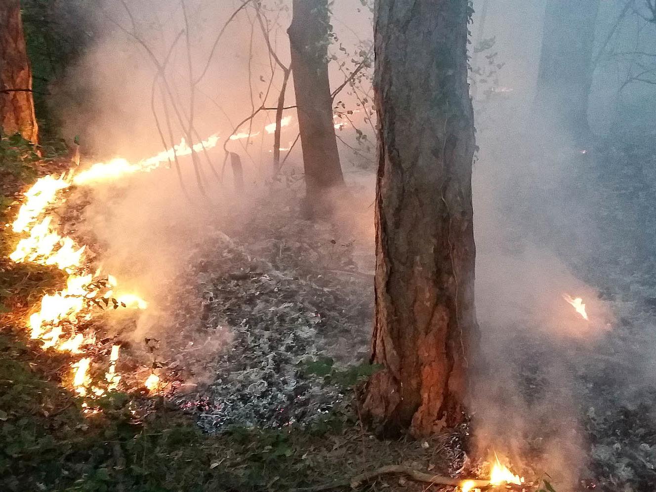 Die Gefahr für Waldbrände steigt.
