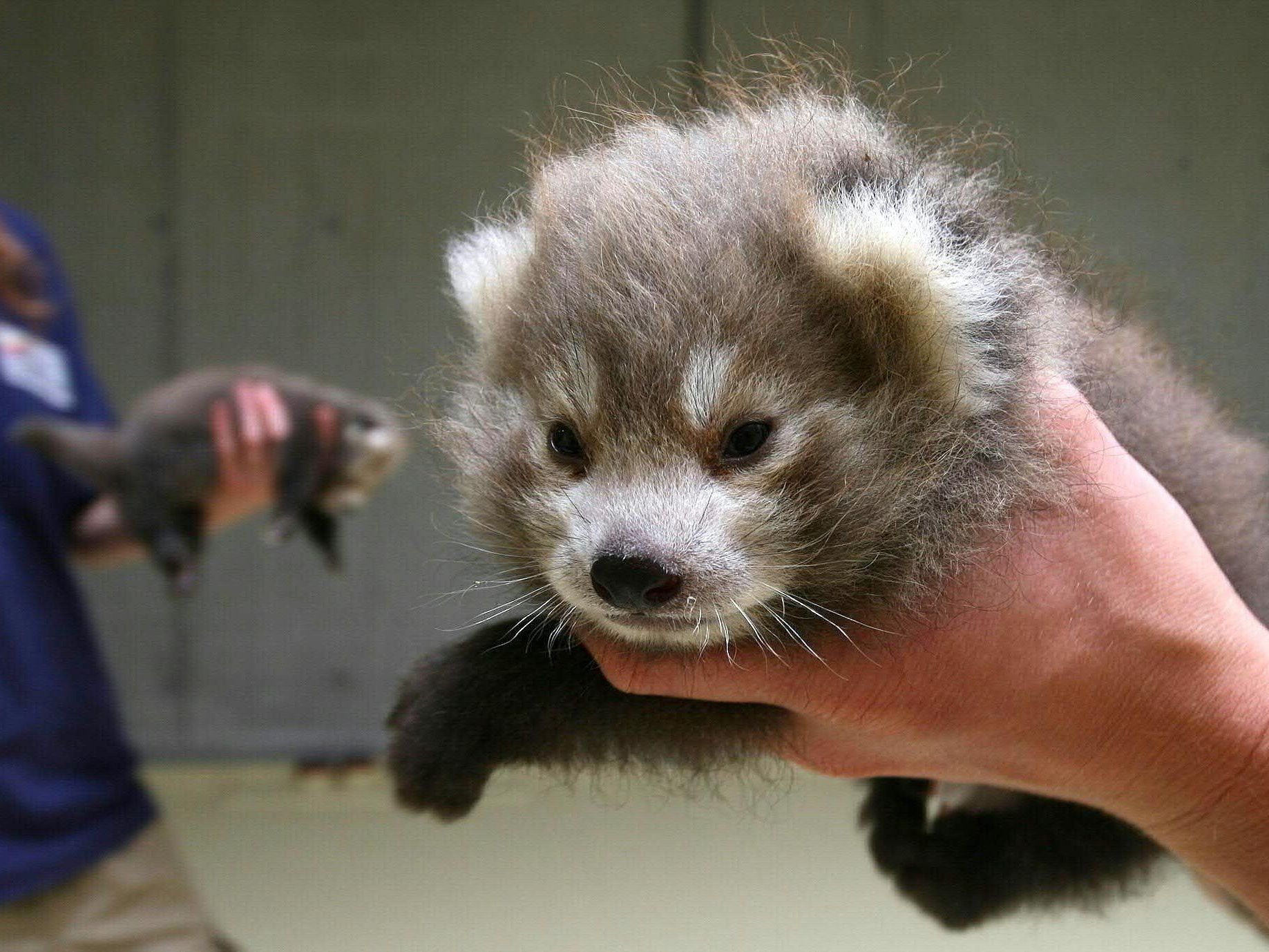 Mutter Anfang Juli gestorben - Aufzucht schwierig, Jungtiere sehr krankheitsanfällig. Mutter Anfang Juli gestorben - Aufzucht schwierig, Jungtiere sehr krankheitsanfällig.