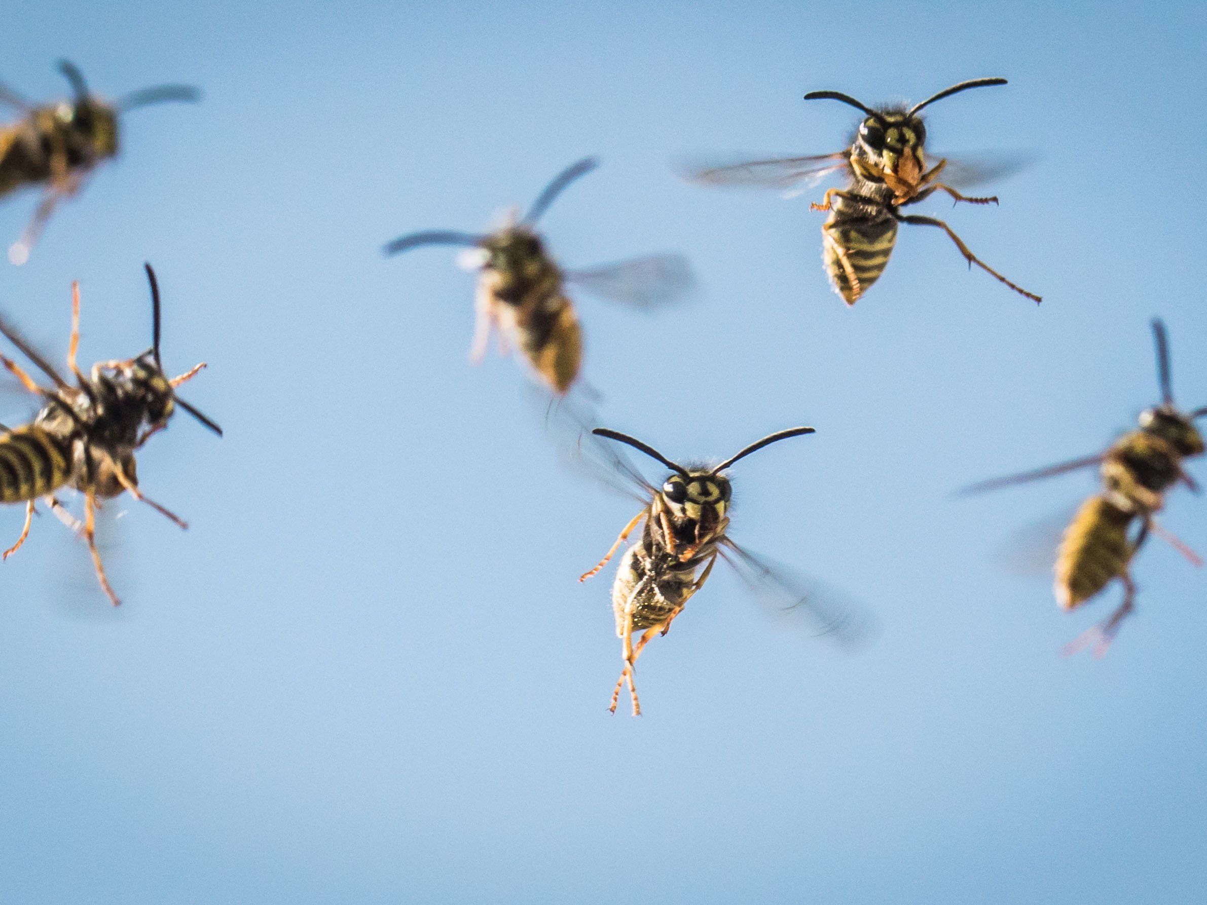 Wespen lassen sich in diesem Sommer häufiger blicken Wespen lassen sich in diesem Sommer häufiger blicken