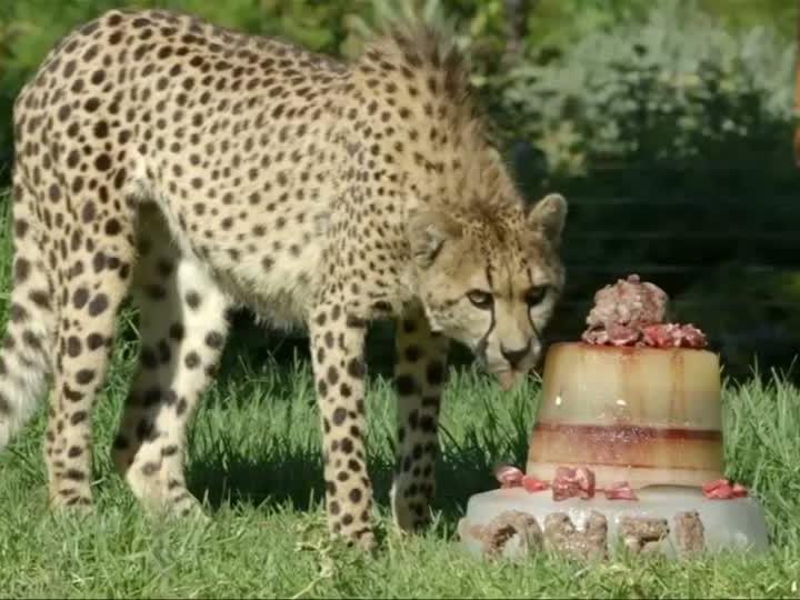 Geburtstagsparty für Geparden