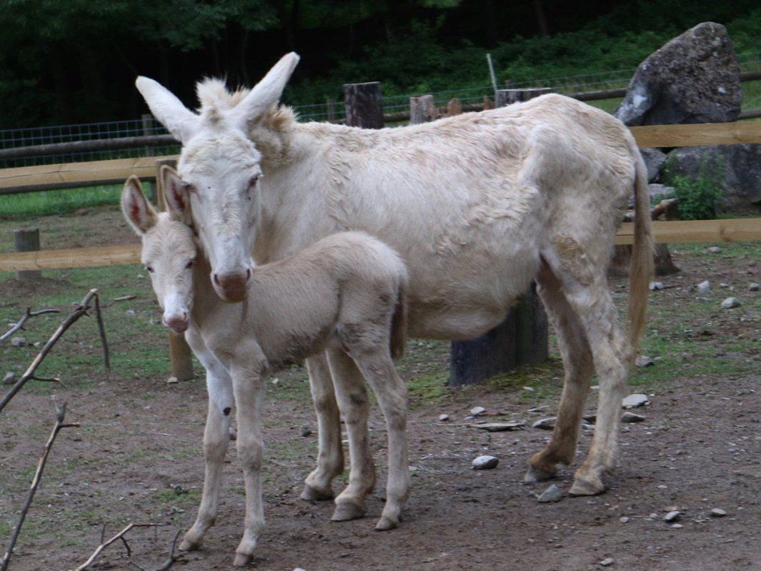 Stolz zeigt sich Esel-Mama Sissy nach einer Tragezeit von zwölf Monaten mit dem putzigen Langohr-Nachwuchs zwei Tage nach dessen Geburt.