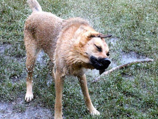 Auch Hunde freuen sich bei heißen Temperaturen auf etwas Abkühlung. Auch Hunde freuen sich bei heißen Temperaturen auf etwas Abkühlung.