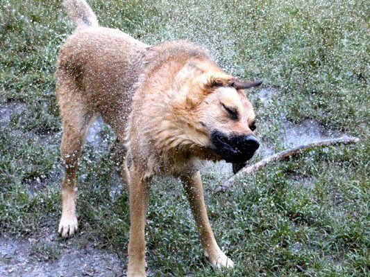 Auch Hunde freuen sich bei heißen Temperaturen auf etwas Abkühlung.