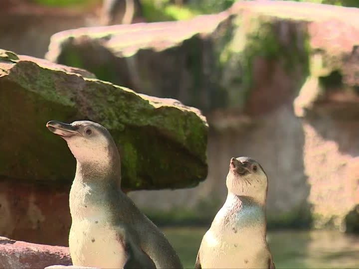 Kleine Pinguine ganz groß Kleine Pinguine ganz groß