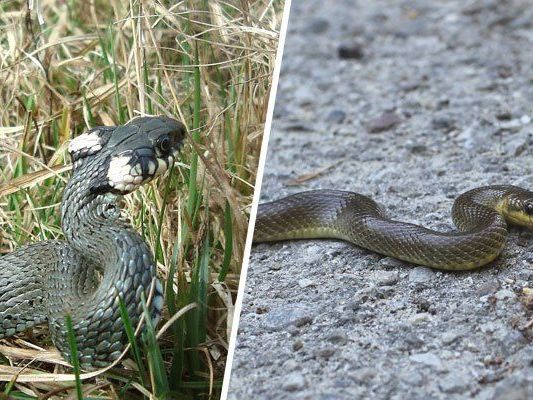 Die Ringelnatter, Schlingnatter, Würfelnatter und die Äskulapnatter sind in Wien heimisch. Die Ringelnatter, Schlingnatter, Würfelnatter und die Äskulapnatter sind in Wien heimisch.