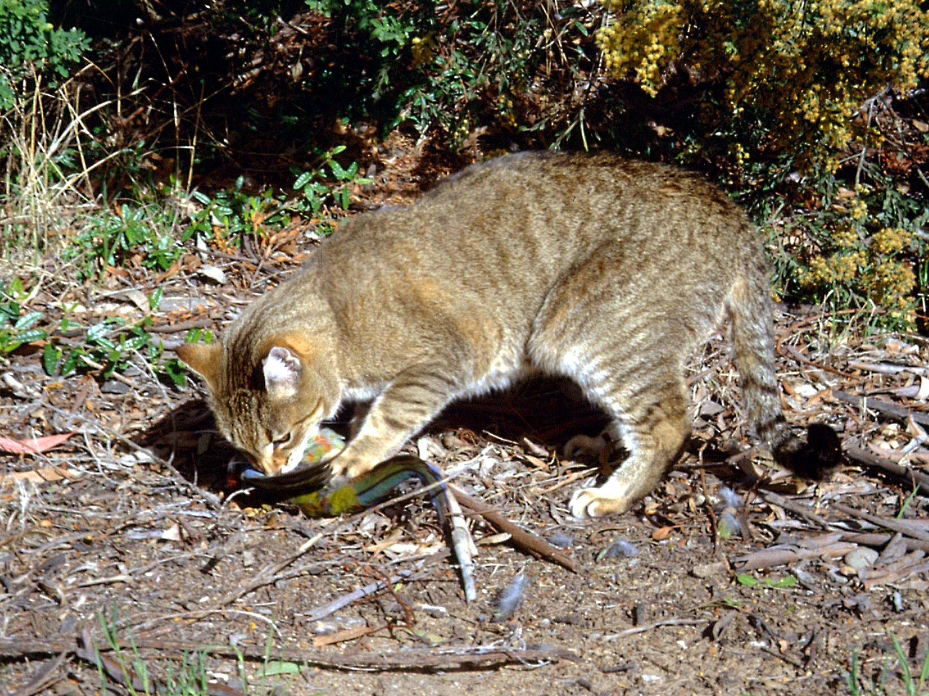Australien will zwei Millionen wilde Katzen töten