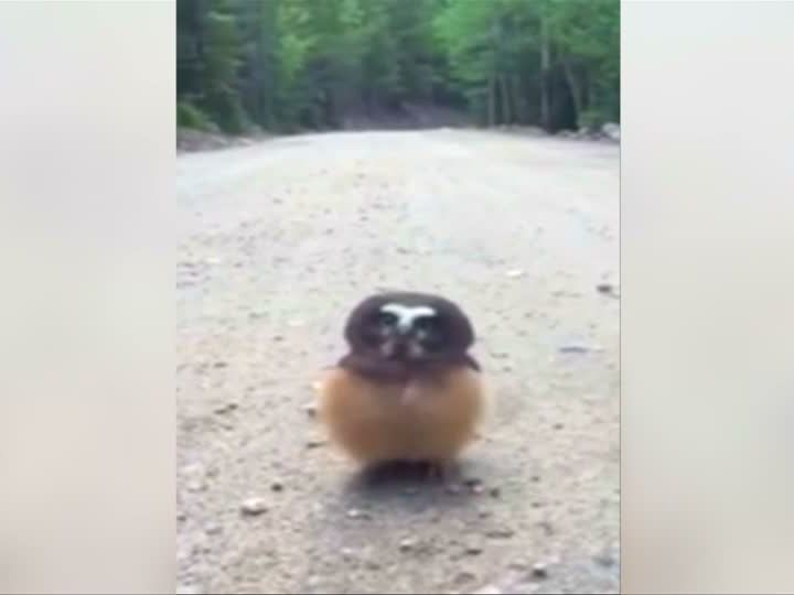 Polizistin "spricht" mit Baby-Eule Polizistin "spricht" mit Baby-Eule