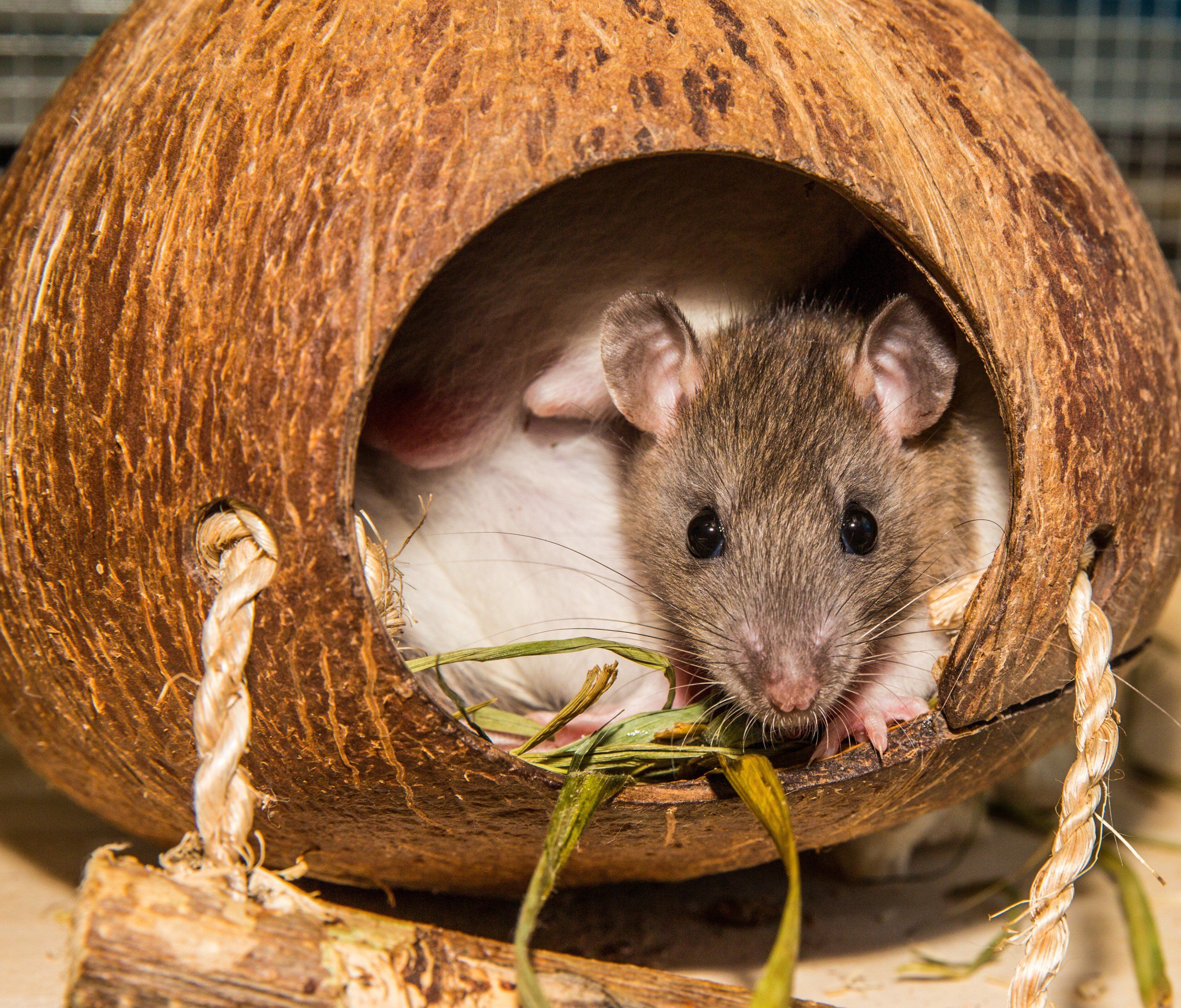 Ob Hund, Katze, Kleintier oder Ziervögel: Jedes Tier braucht besondere Pflege Ob Hund, Katze, Kleintier oder Ziervögel: Jedes Tier braucht besondere Pflege