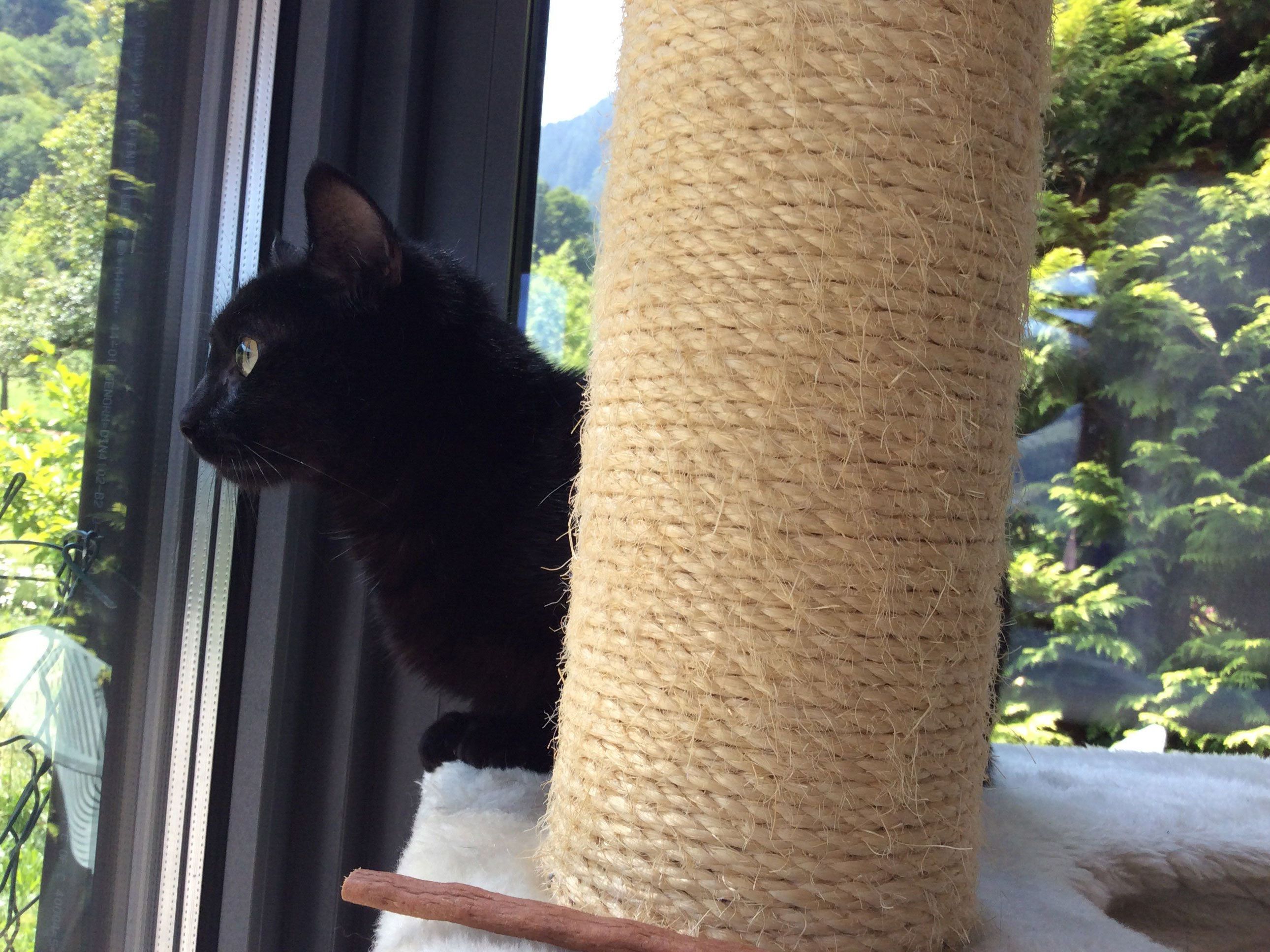 Junge Katzendame sucht ein Zuhause. Junge Katzendame sucht ein Zuhause.