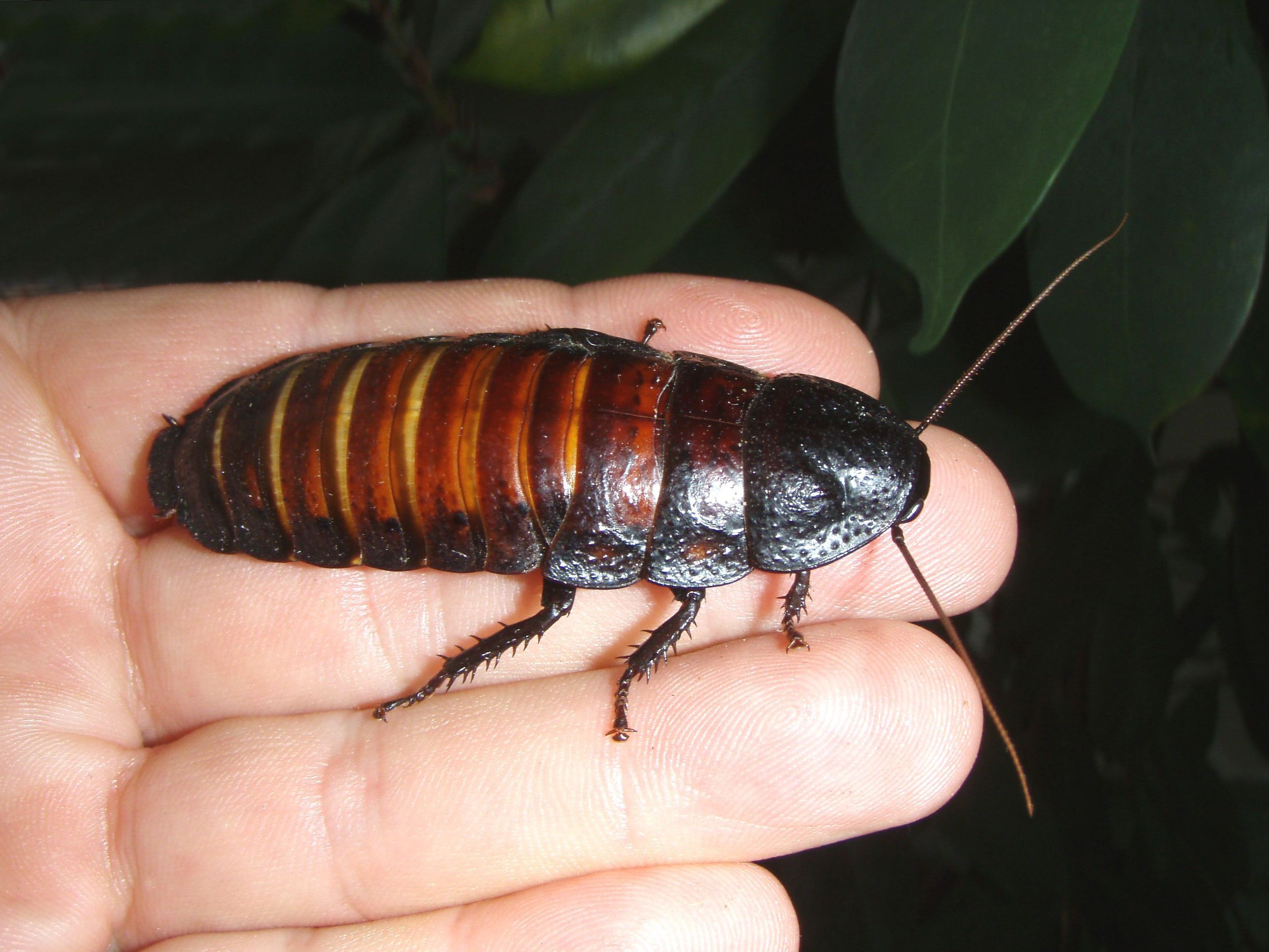 Kakerlaken sollen ein besseres Image bekommen Kakerlaken sollen ein besseres Image bekommen