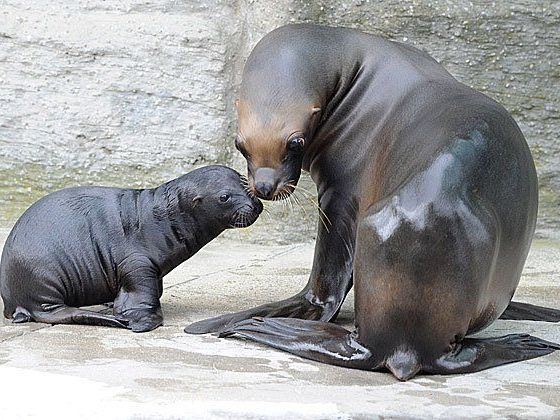 Das Mähnenrobben-Baby mit seiner Mutter in Schönbrunn Das Mähnenrobben-Baby mit seiner Mutter in Schönbrunn