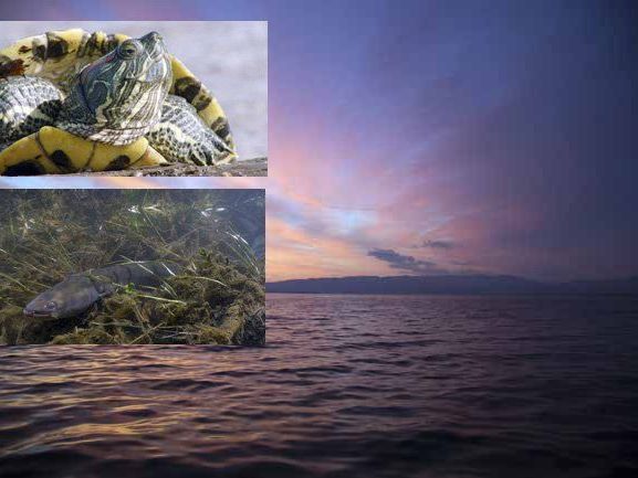 Wundervolle Bilder aus der Naturfilmreihe Universum am Bodensee. Wundervolle Bilder aus der Naturfilmreihe Universum am Bodensee.
