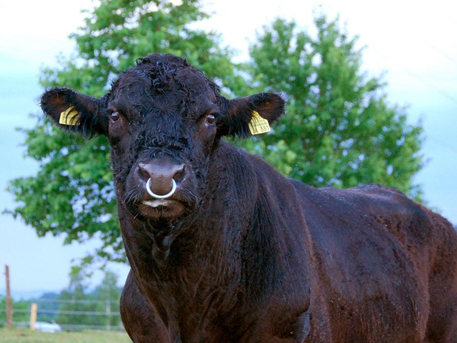 Der Stier floh mehrere Kilometer (Symbolbild) Der Stier floh mehrere Kilometer (Symbolbild)