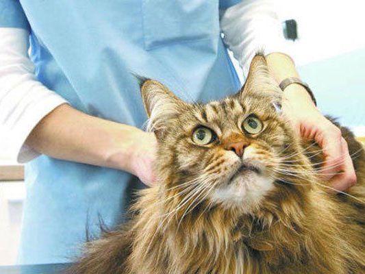Zahlreiche Katzen wurden von der falschen Tierärztin behandelt. Zahlreiche Katzen wurden von der falschen Tierärztin behandelt.