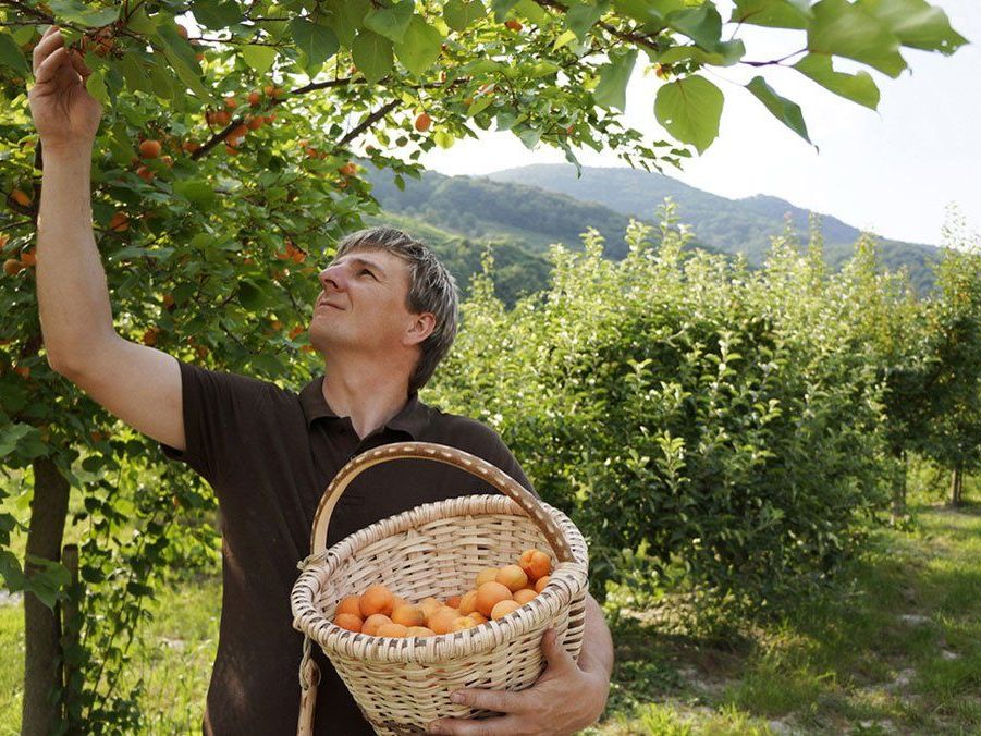 Die Wachauer Marille kann geerntet werden. Die Wachauer Marille kann geerntet werden.