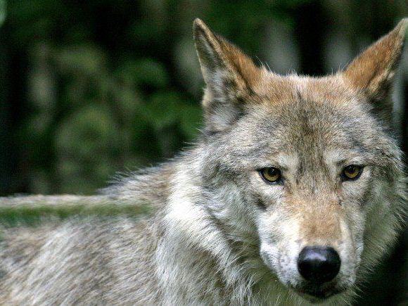 Wolf hält Lech in Atem. Wolf hält Lech in Atem.