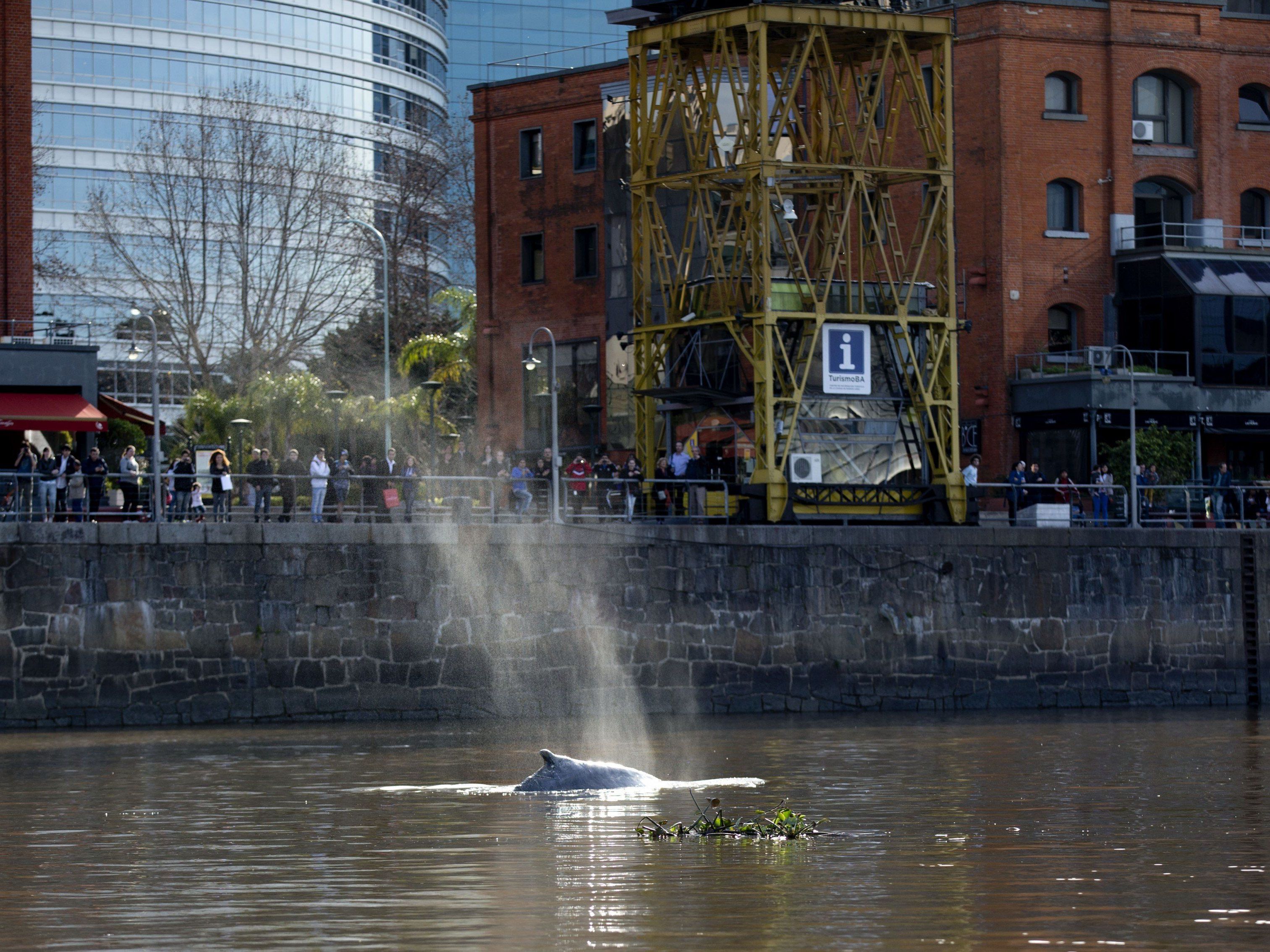 Tier schwamm vor belebtem Viertel von Argentiniens Hauptstadt. Tier schwamm vor belebtem Viertel von Argentiniens Hauptstadt.