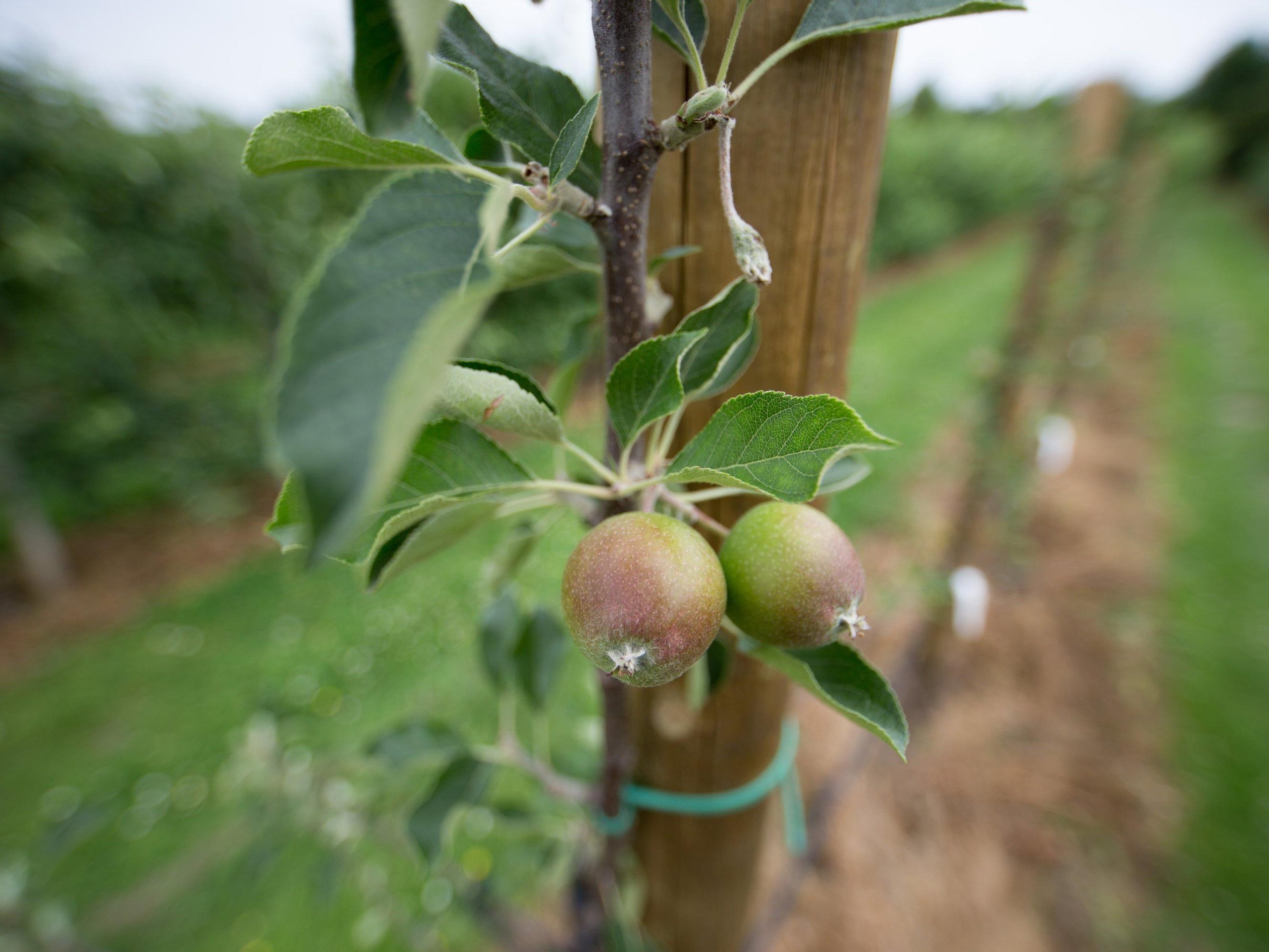 "Birpfel": Bis eine marktreife Frucht entsteht, wird es noch ein paar Jahre dauern.
