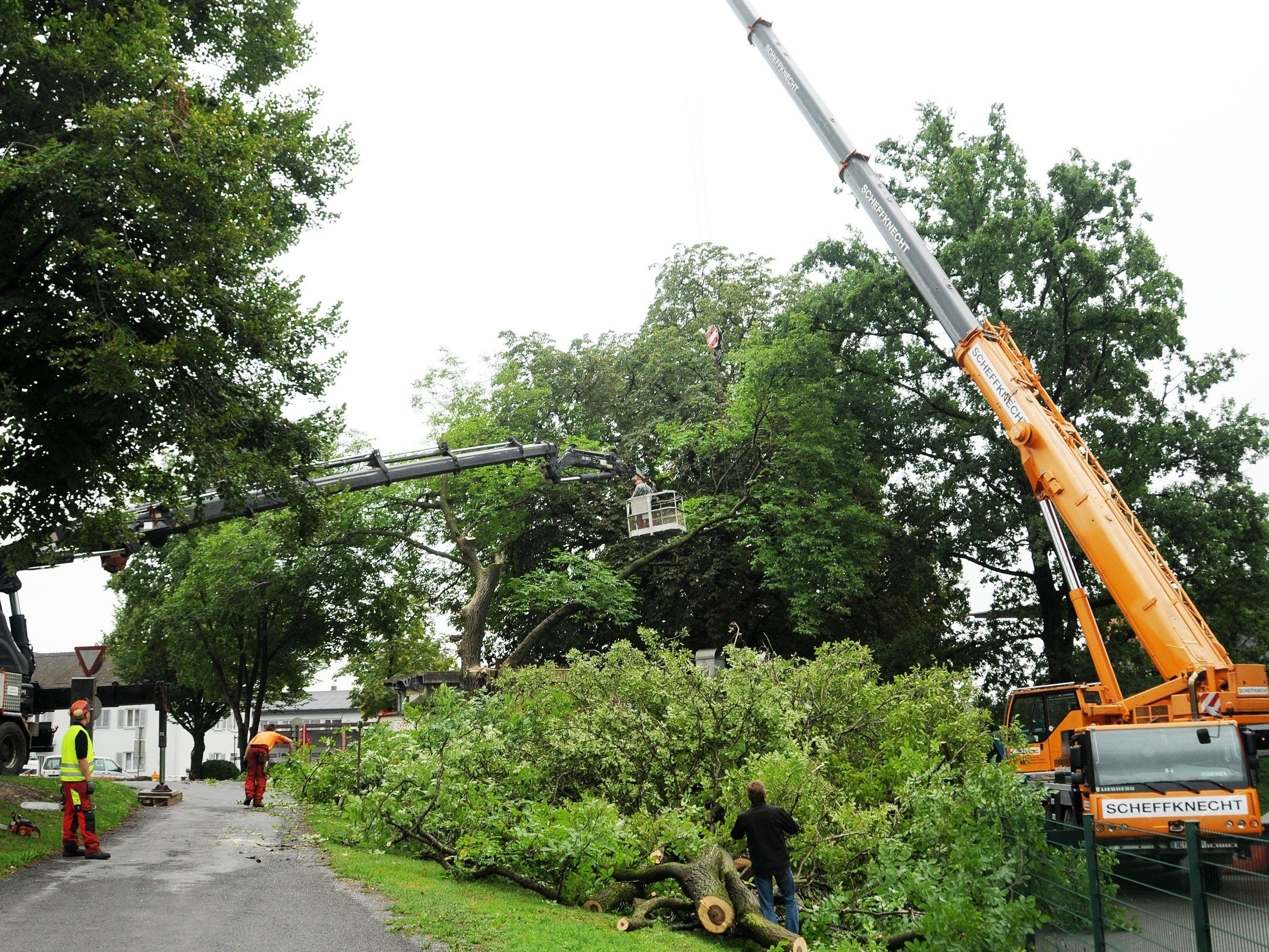 Der morsch gewordene Nussbaum beim Grenzkiosk musste gerodet werden. Der morsch gewordene Nussbaum beim Grenzkiosk musste gerodet werden.
