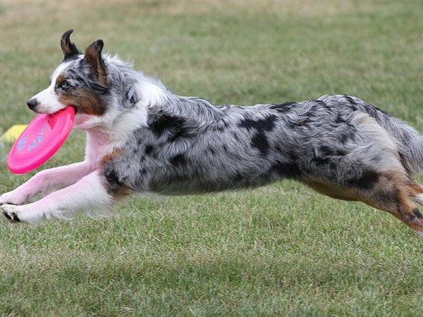 Beim 1. Hundetag in Korneubirg können die Vierbeiner ihr Können beweisen Beim 1. Hundetag in Korneubirg können die Vierbeiner ihr Können beweisen