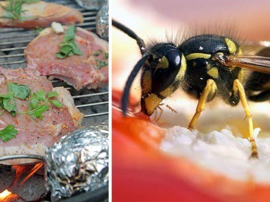Wespen fliegen auf Süßes und Fleisch - was beim Grillen zur Plage werden kann Wespen fliegen auf Süßes und Fleisch - was beim Grillen zur Plage werden kann