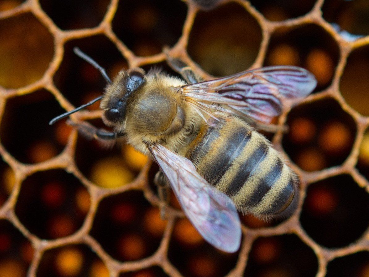In vielen Ländern verschwinden Bienen ohne ersichtlichen Grund In vielen Ländern verschwinden Bienen ohne ersichtlichen Grund