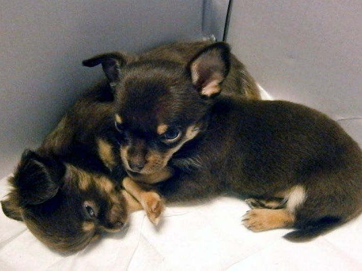 Diese jungen Chihuahuas wurden zum Kauf angeboten. Diese jungen Chihuahuas wurden zum Kauf angeboten.