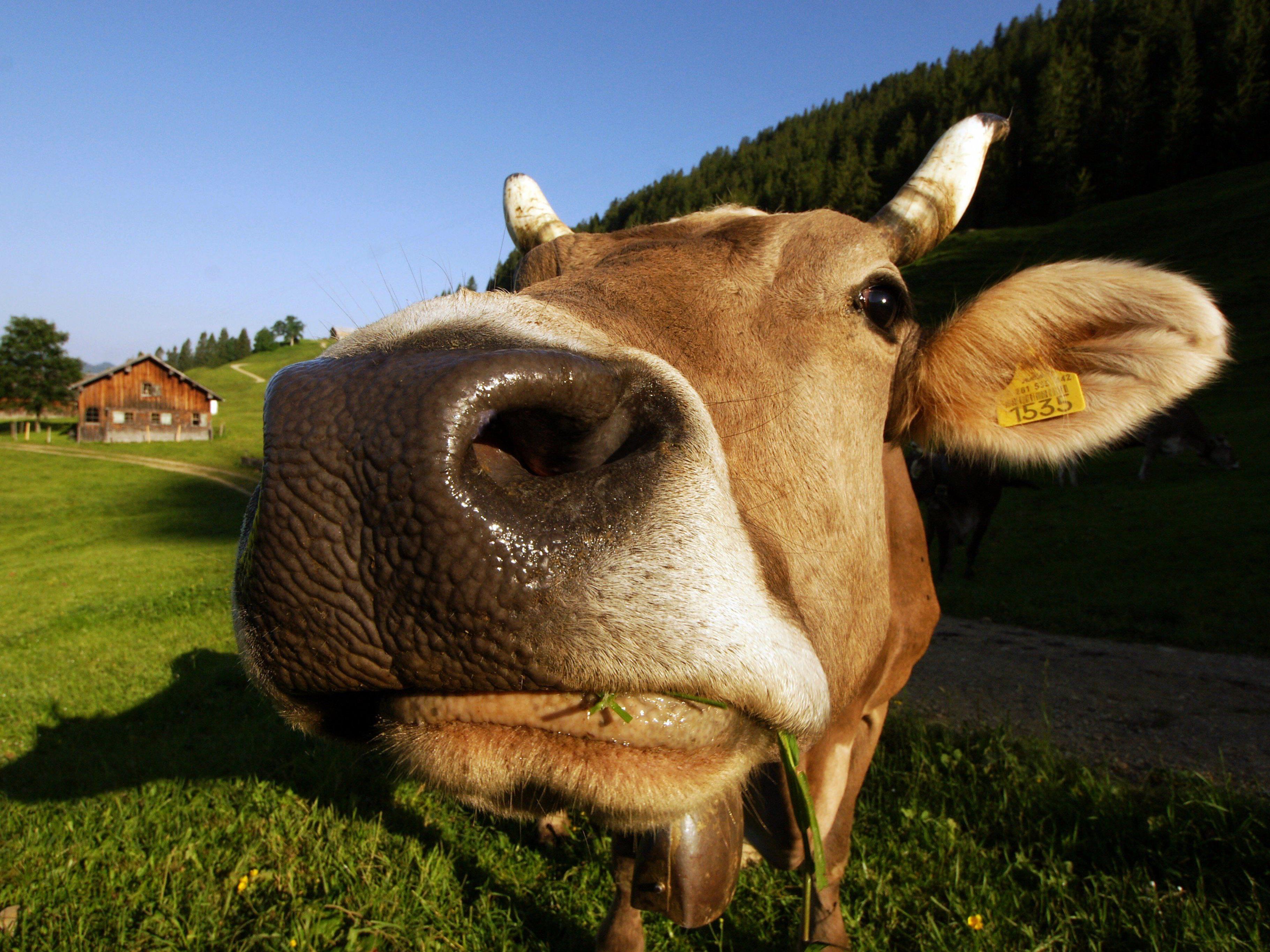 Deutsche Tierschützer halten Kuhglocken für Tierquälerei und fordern Verbot.