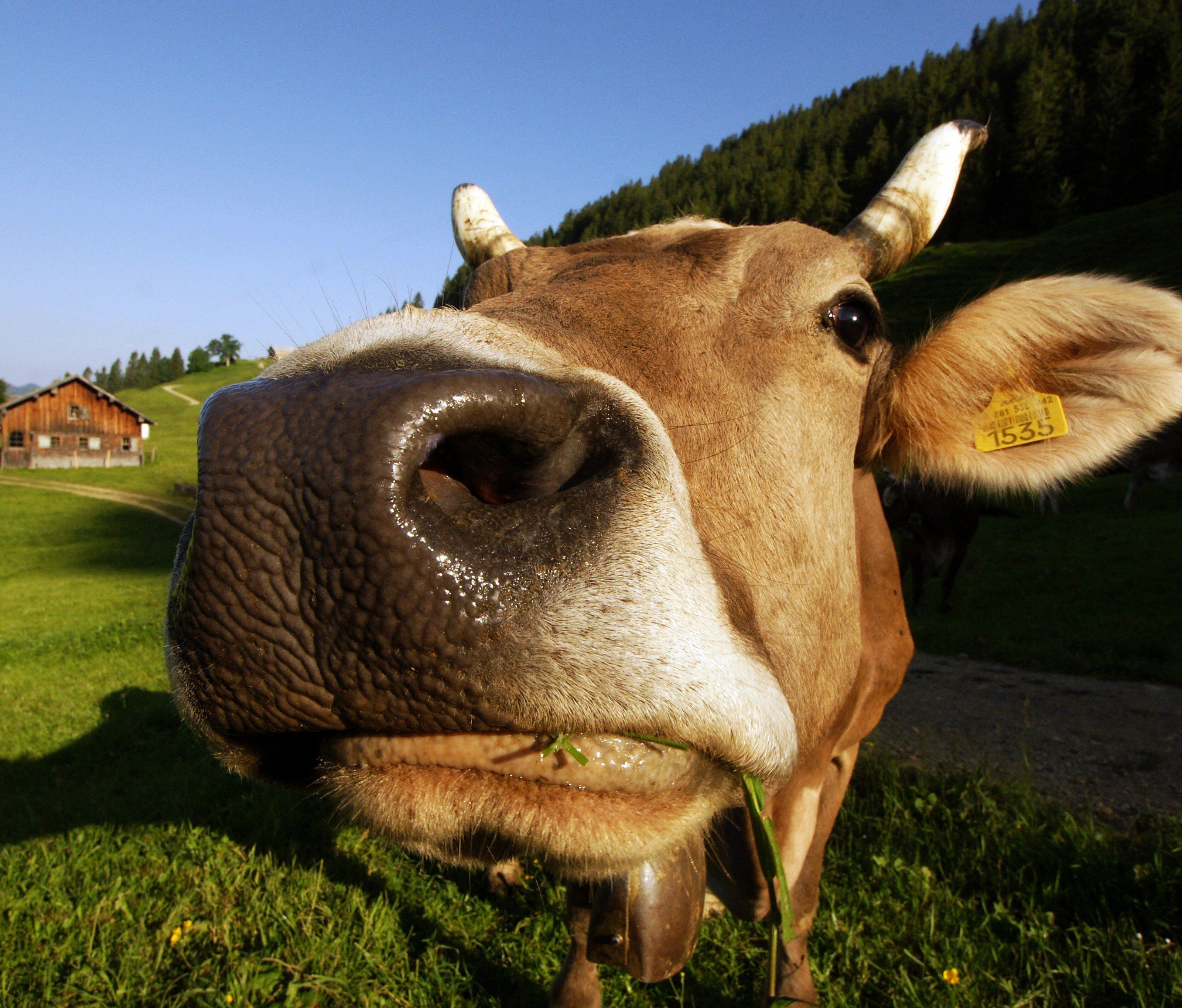 Deutsche Tierschützer halten Kuhglocken für Tierquälerei und fordern Verbot. Deutsche Tierschützer halten Kuhglocken für Tierquälerei und fordern Verbot.