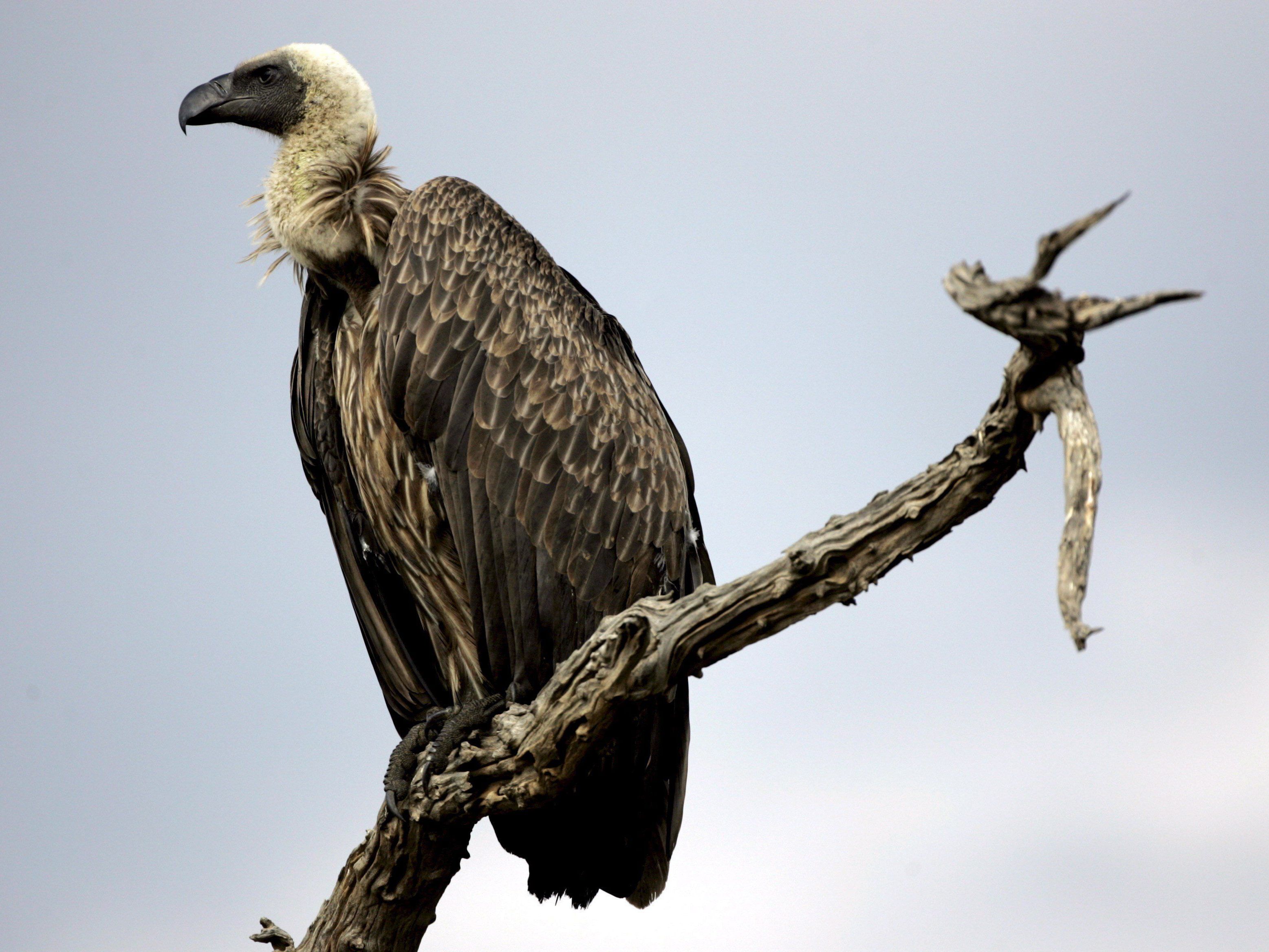 Pleitegeier über der Ländle-Bäckereibranche: 5. Bäckerei 2015 in Konkurs. Pleitegeier über der Ländle-Bäckereibranche: 5. Bäckerei 2015 in Konkurs.