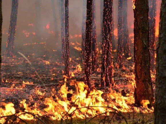 In Niederösterreich gibt es drei Mal mehr Waldbrände als zuvor. In Niederösterreich gibt es drei Mal mehr Waldbrände als zuvor.