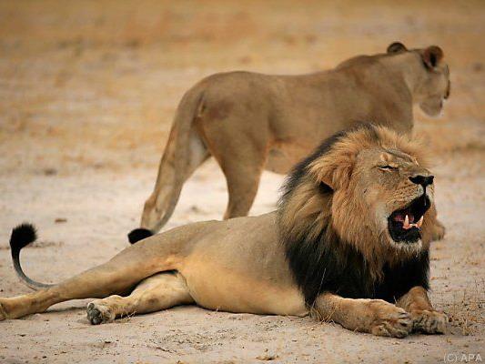 Der Löwe Cecil wurde Anfang Juli erschossen