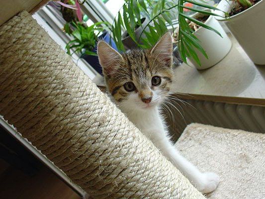 Eine Katze auch drinnen glücklich zu machen, ist gar nicht so schwer Eine Katze auch drinnen glücklich zu machen, ist gar nicht so schwer