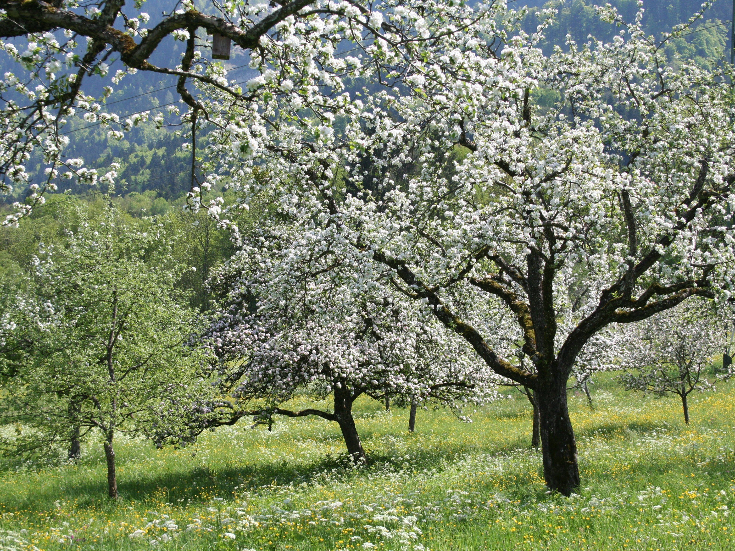 Der Obst- und Gartenbauverein Nenzing bemüht sich um die Erhaltung der Streuobstwiesen. Der Obst- und Gartenbauverein Nenzing bemüht sich um die Erhaltung der Streuobstwiesen.