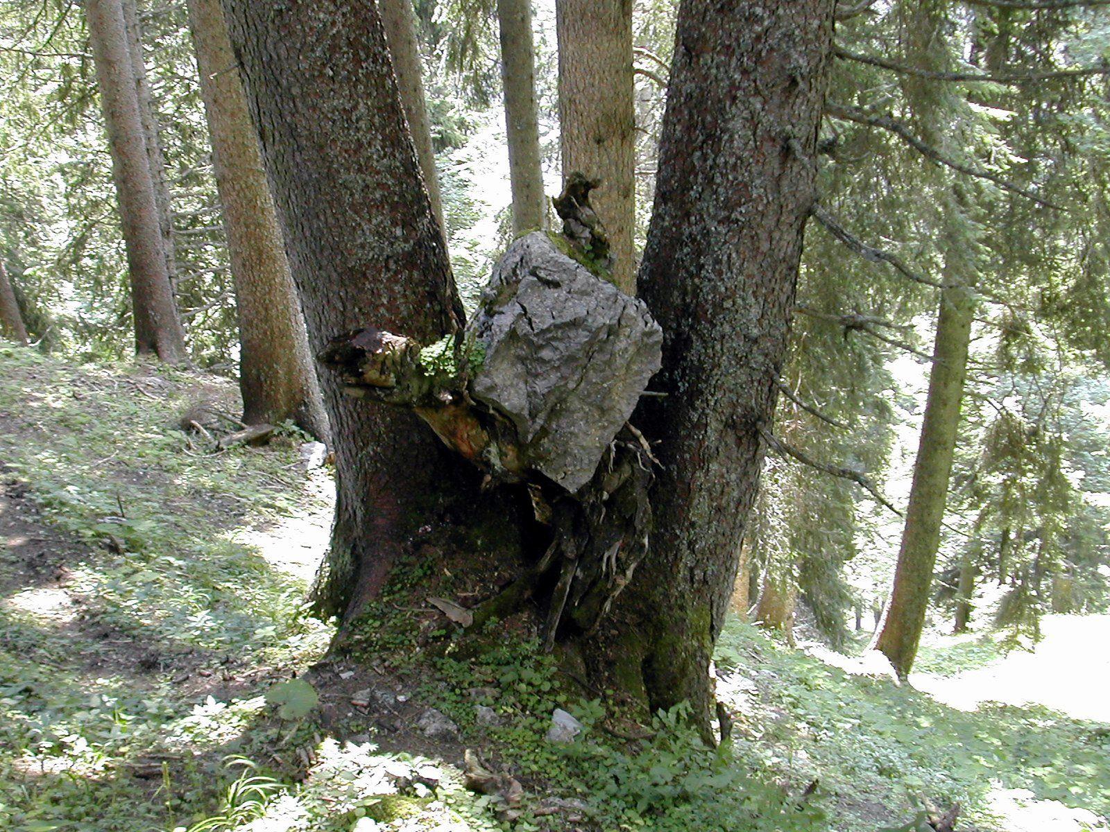 Landesrat Schwärzler: Beispielhafte Leistungen für den Wald gebührend würdigen