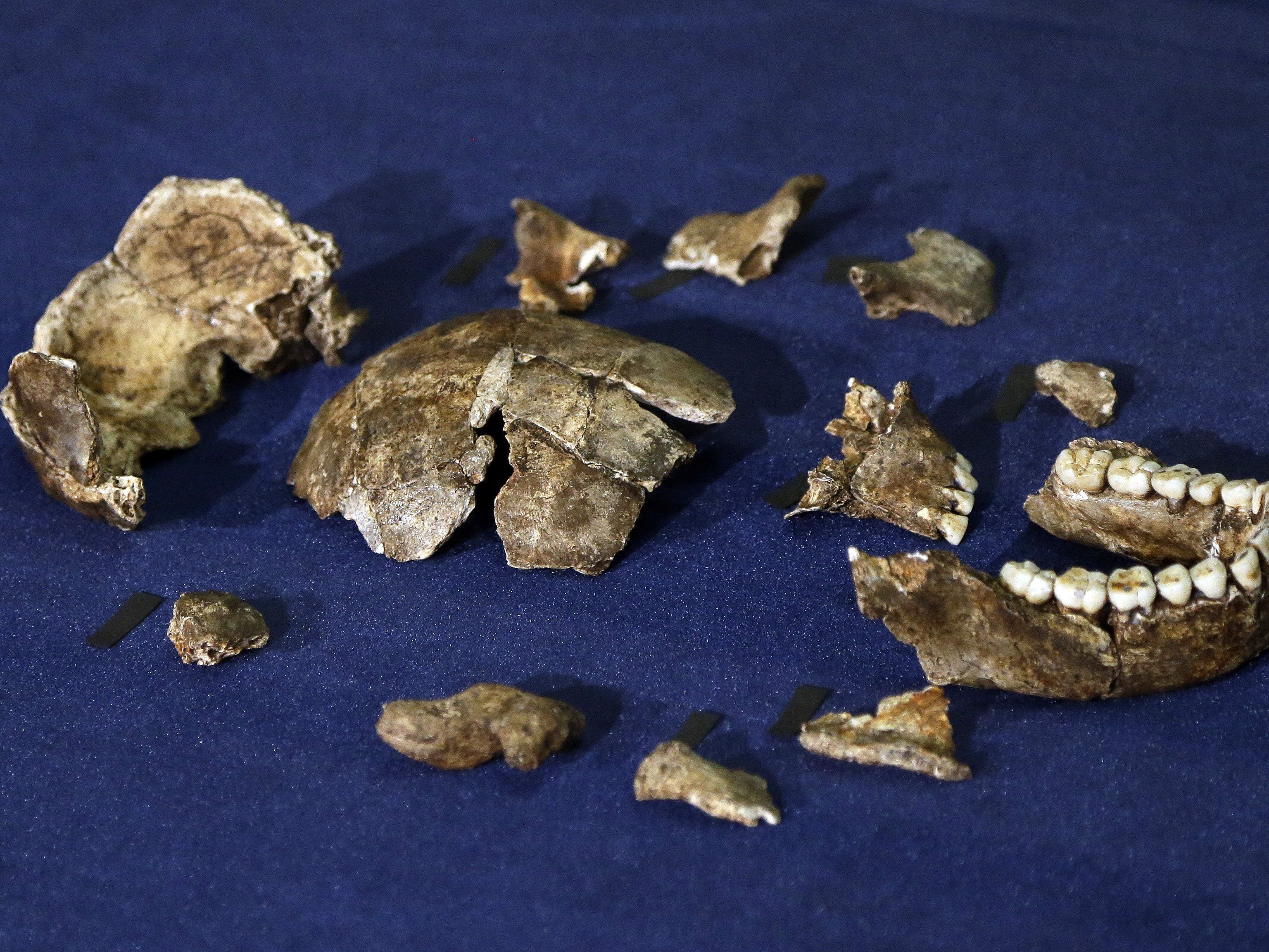 Homo naledi: Zierlicher Verwandter des modernen Menschen entdeckt Homo naledi: Zierlicher Verwandter des modernen Menschen entdeckt
