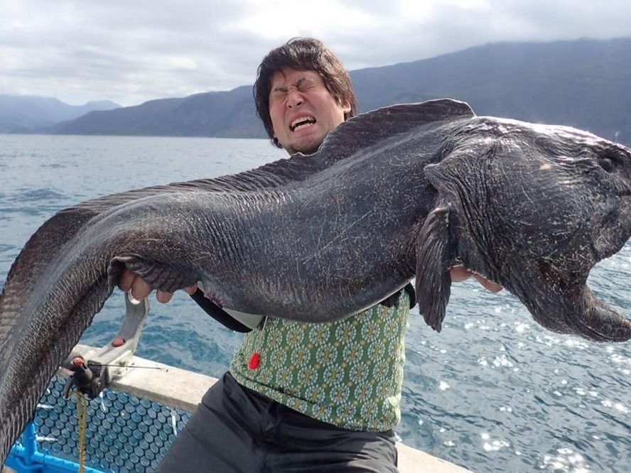 Rund 2 Meter lang ist der Seewolf und somit größer als der Angler. Rund 2 Meter lang ist der Seewolf und somit größer als der Angler.