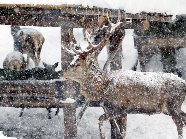 Wildfütterung im Klostertal Wildfütterung im Klostertal