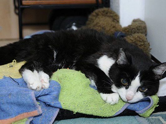 Katze Bianca war bis ins hohe alter von 28 Jahren fast durchwegs gesund Katze Bianca war bis ins hohe alter von 28 Jahren fast durchwegs gesund