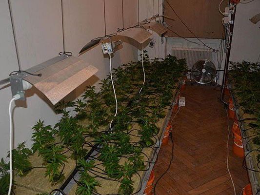 Diese Cannabis-Plantage wurde in Währing entdeckt Diese Cannabis-Plantage wurde in Währing entdeckt