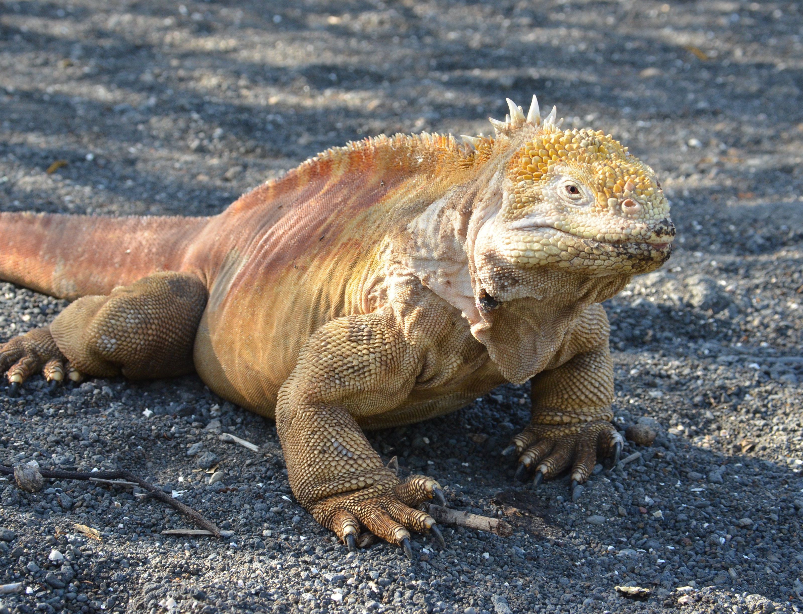 Der Iguan eines der größten Tiere Auf den Galapagos Inseln Der Iguan eines der größten Tiere Auf den Galapagos Inseln