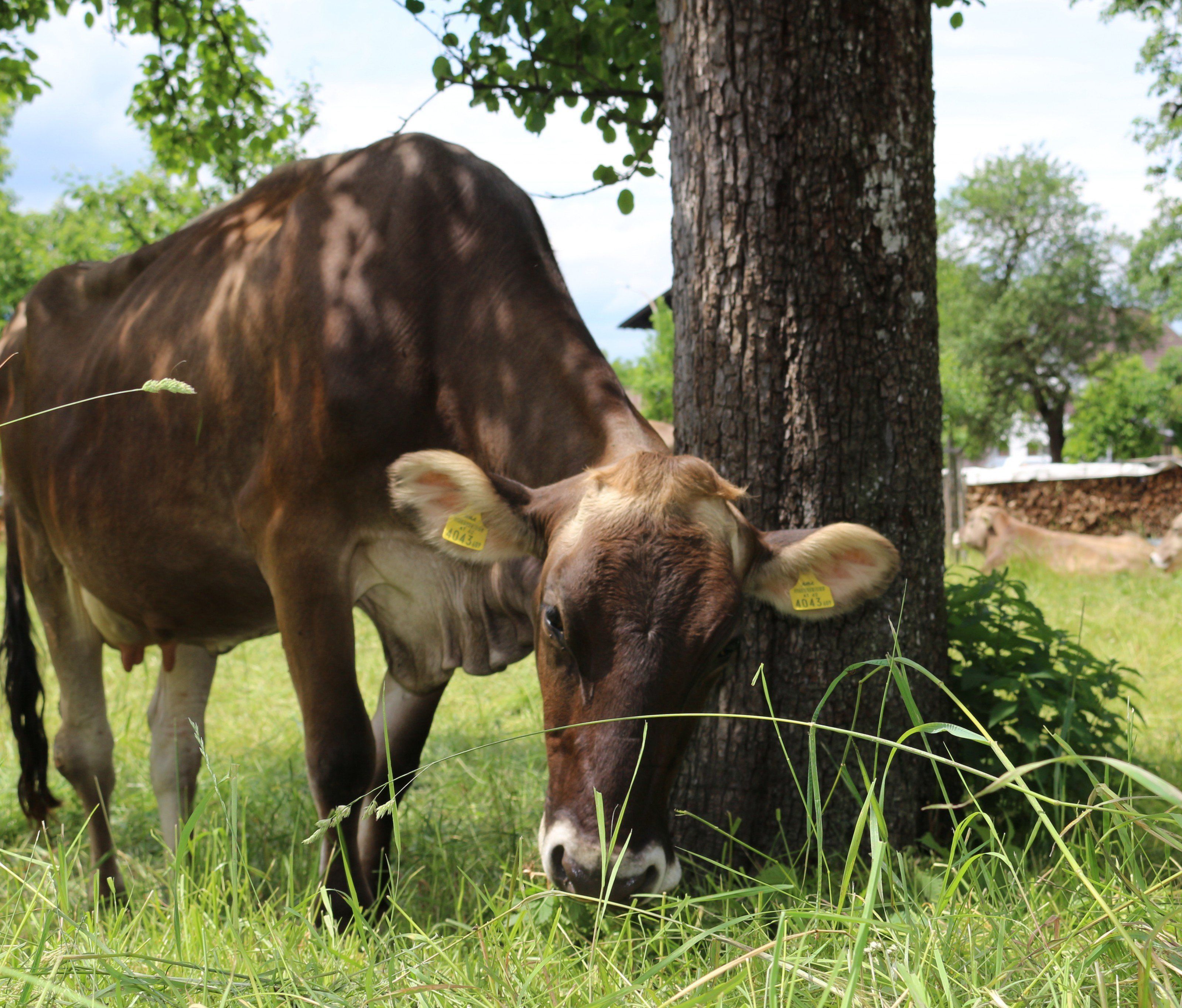 Die Gemeinde Rankweil lädt zu dem interessanten Infoabend - Vielfältige Wege der Landwirtschaft in den Vinomnasaal Die Gemeinde Rankweil lädt zu dem interessanten Infoabend - Vielfältige Wege der Landwirtschaft in den Vinomnasaal