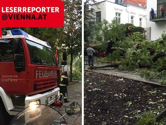Der umgestürzte Baum führte zu einem Feuerwehreinsatz. Der umgestürzte Baum führte zu einem Feuerwehreinsatz.