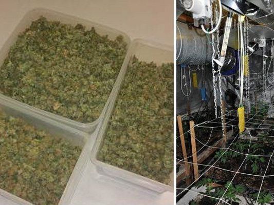 Die sichergestellten Drogen und die Plantage. Die sichergestellten Drogen und die Plantage.