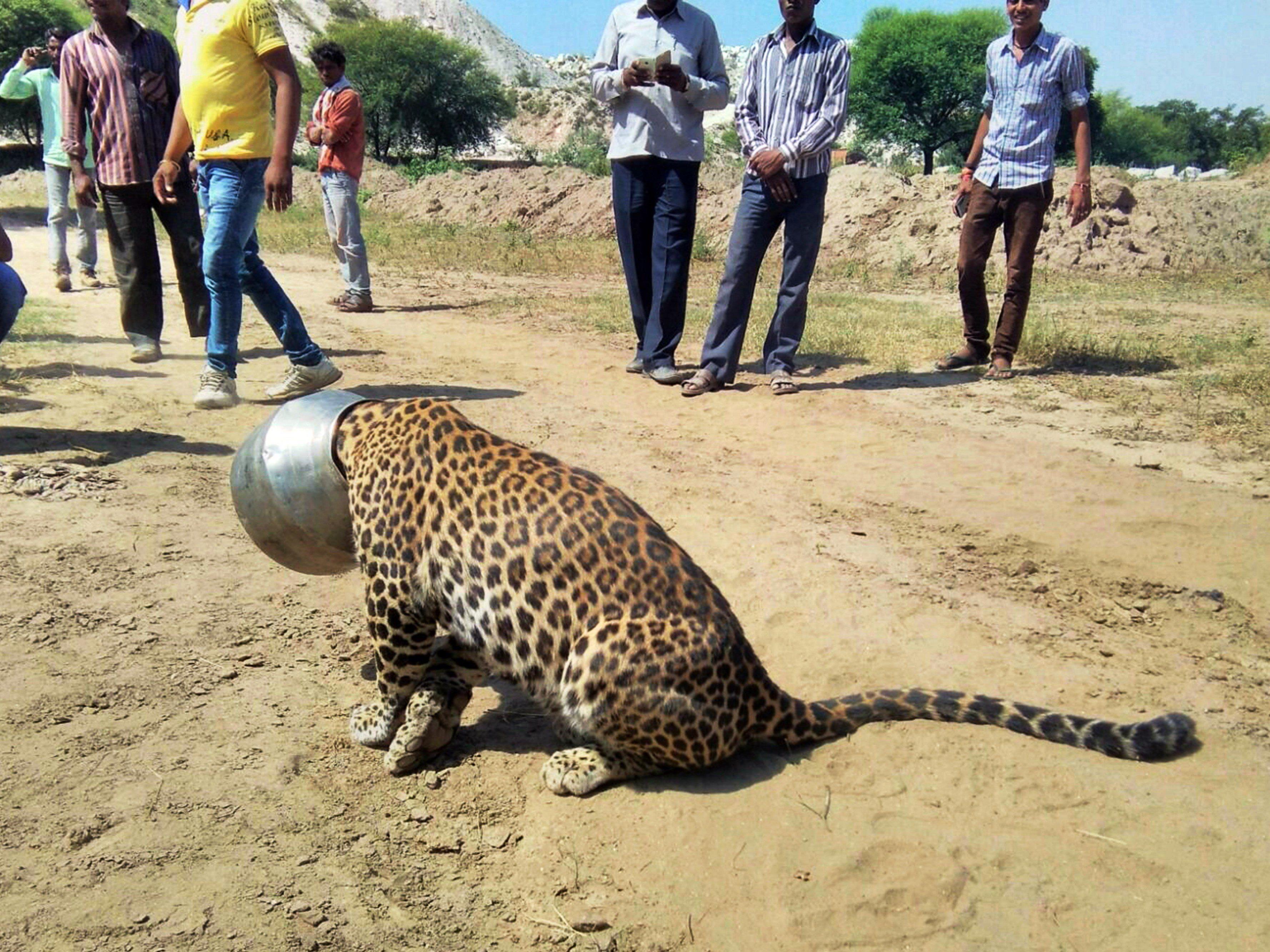 Und plötzlich war der Kopf im Topf: Leopard taumelt stundenlang durch indisches Dorf.