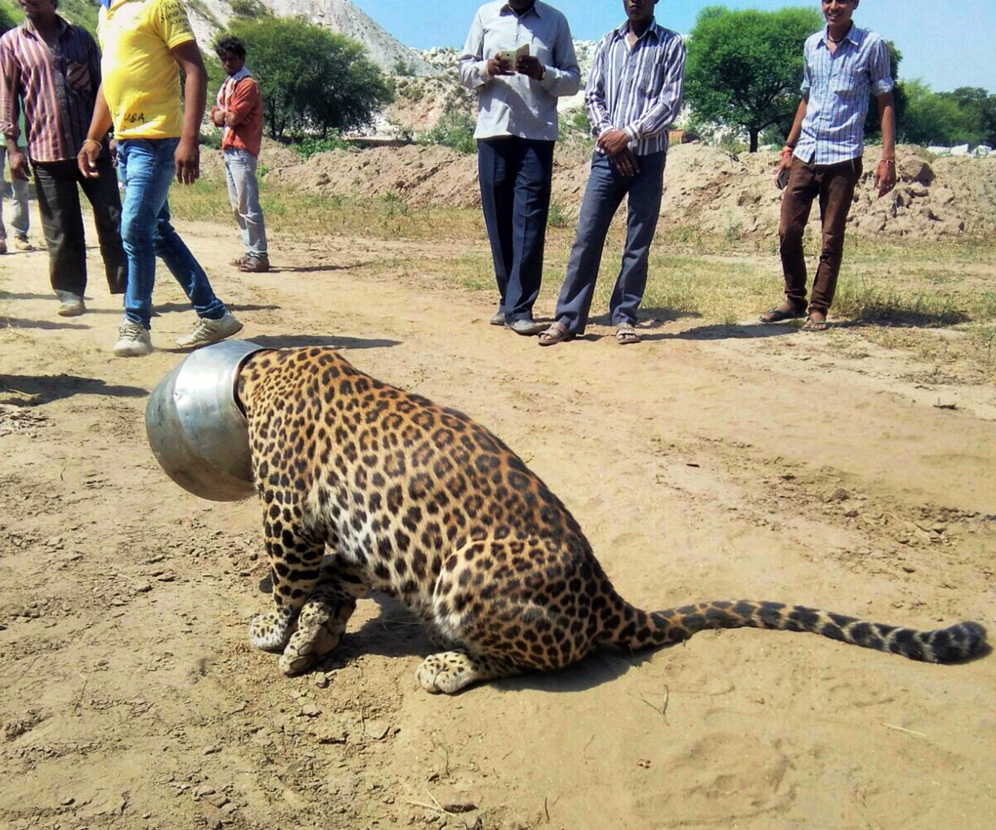 Und plötzlich war der Kopf im Topf: Leopard taumelt stundenlang durch indisches Dorf. Und plötzlich war der Kopf im Topf: Leopard taumelt stundenlang durch indisches Dorf.