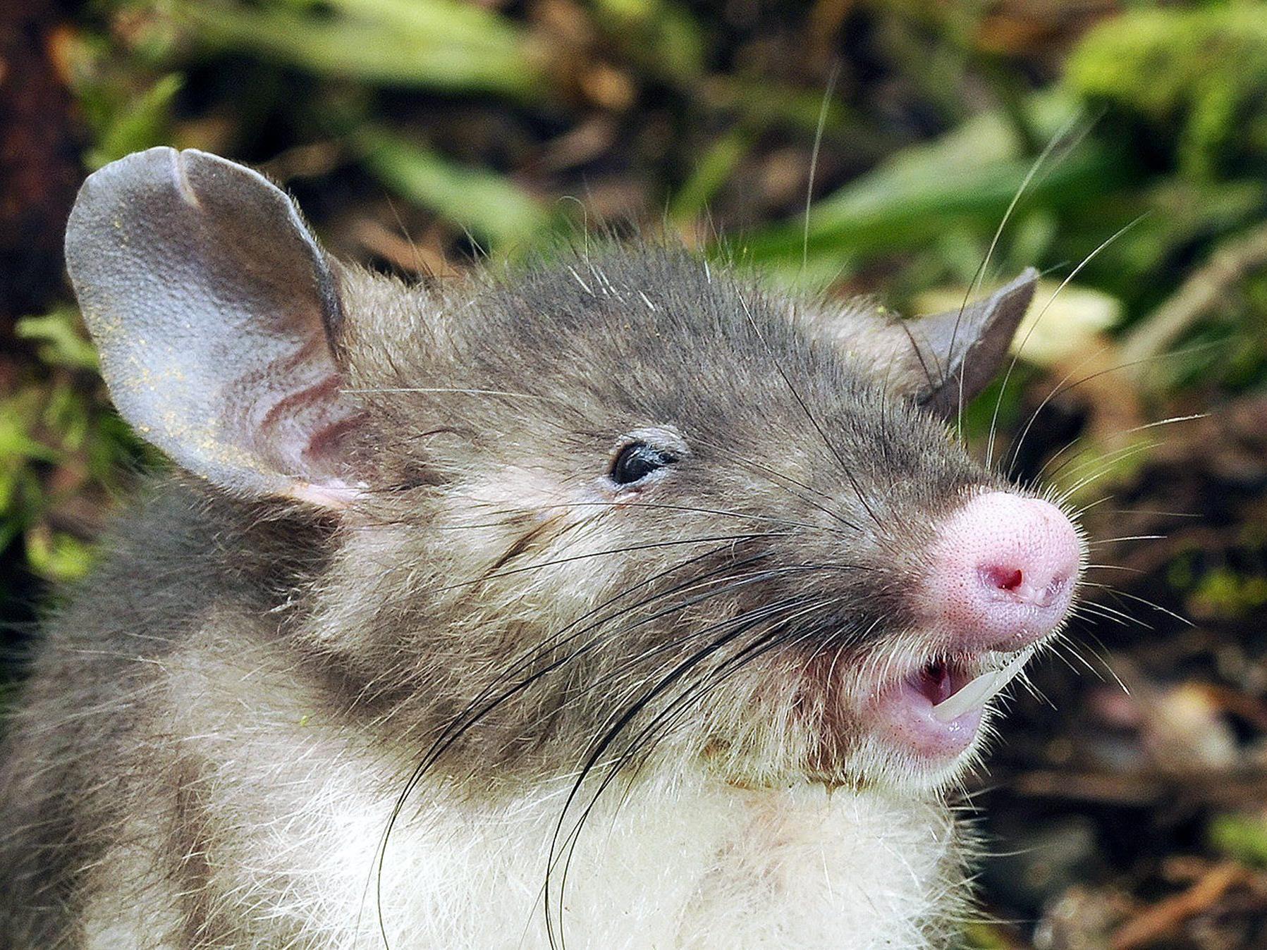 Ratte mit Schweinchennase auf Sulawesi entdeckt.