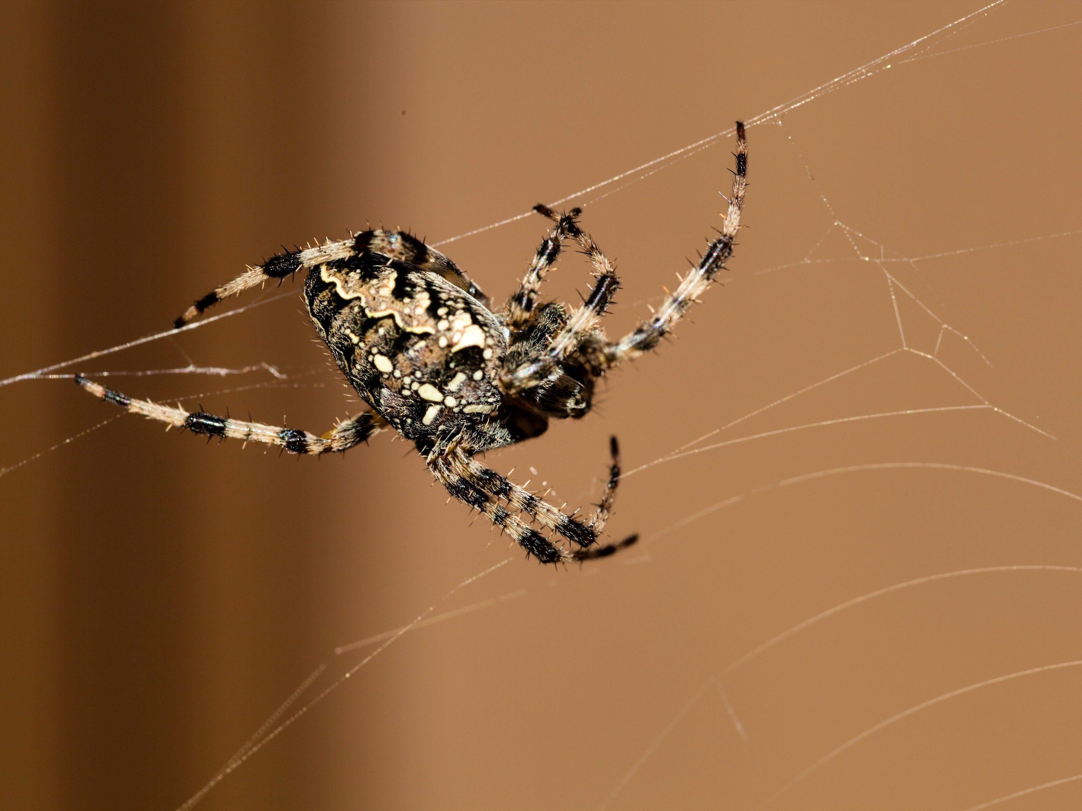 Eine Spinne löste in Australien einen Polizeieinsatz aus.