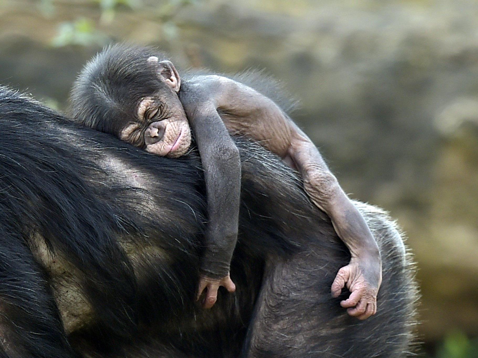 Schimpansen-Fürsorge könnte Sozialverhalten erklären helfen.
