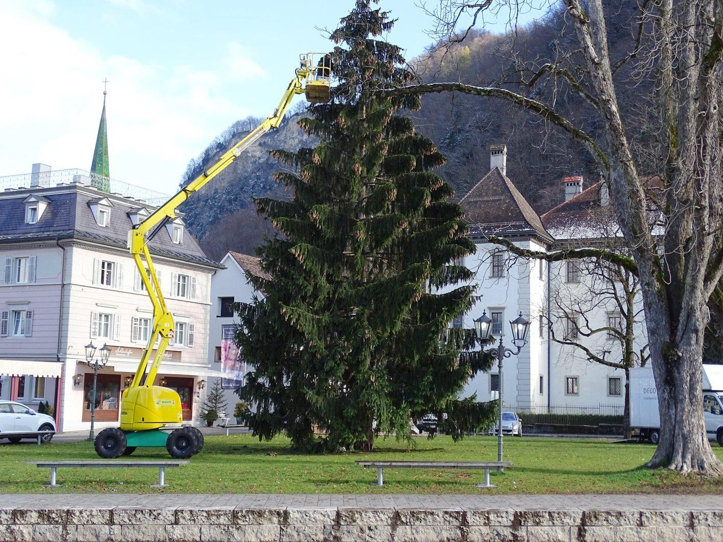 Ab morgen erstrahlt die 17 m hohe Rottanne auf dem Schlossplatz in vorweihnachtlichem Licht.
